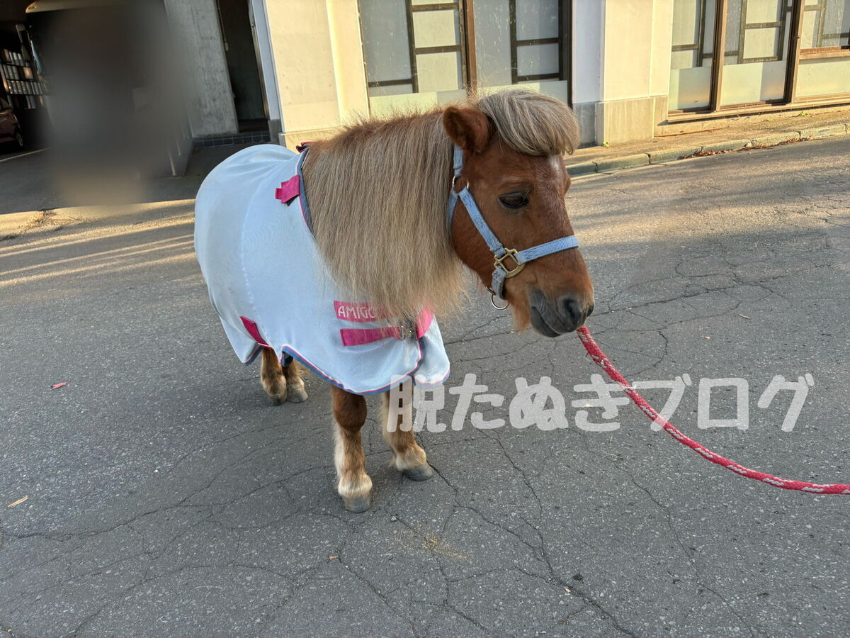 ホテル入口でポニーがお出迎え