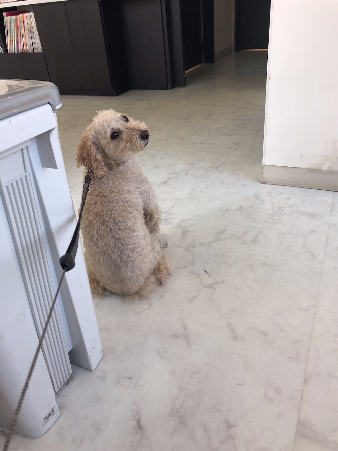f:id:taonao:20190516221750j:image f:id:taonao:20190516221750j:image