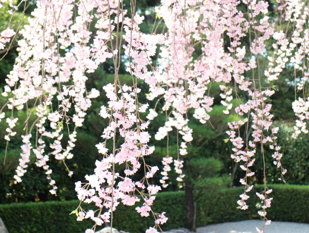 f:id:tapestry0106:20170417110415j:plain f:id:tapestry0106:20170417110415j:plain