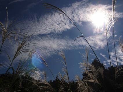 f:id:tapio:20081012112808j:image