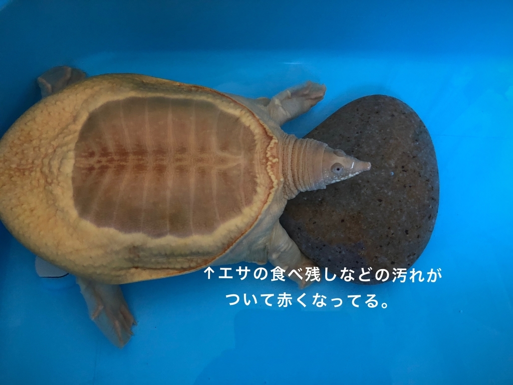甲羅磨き アルビノスッポンの飼育 甲羅磨き アルビノスッポンの飼育
