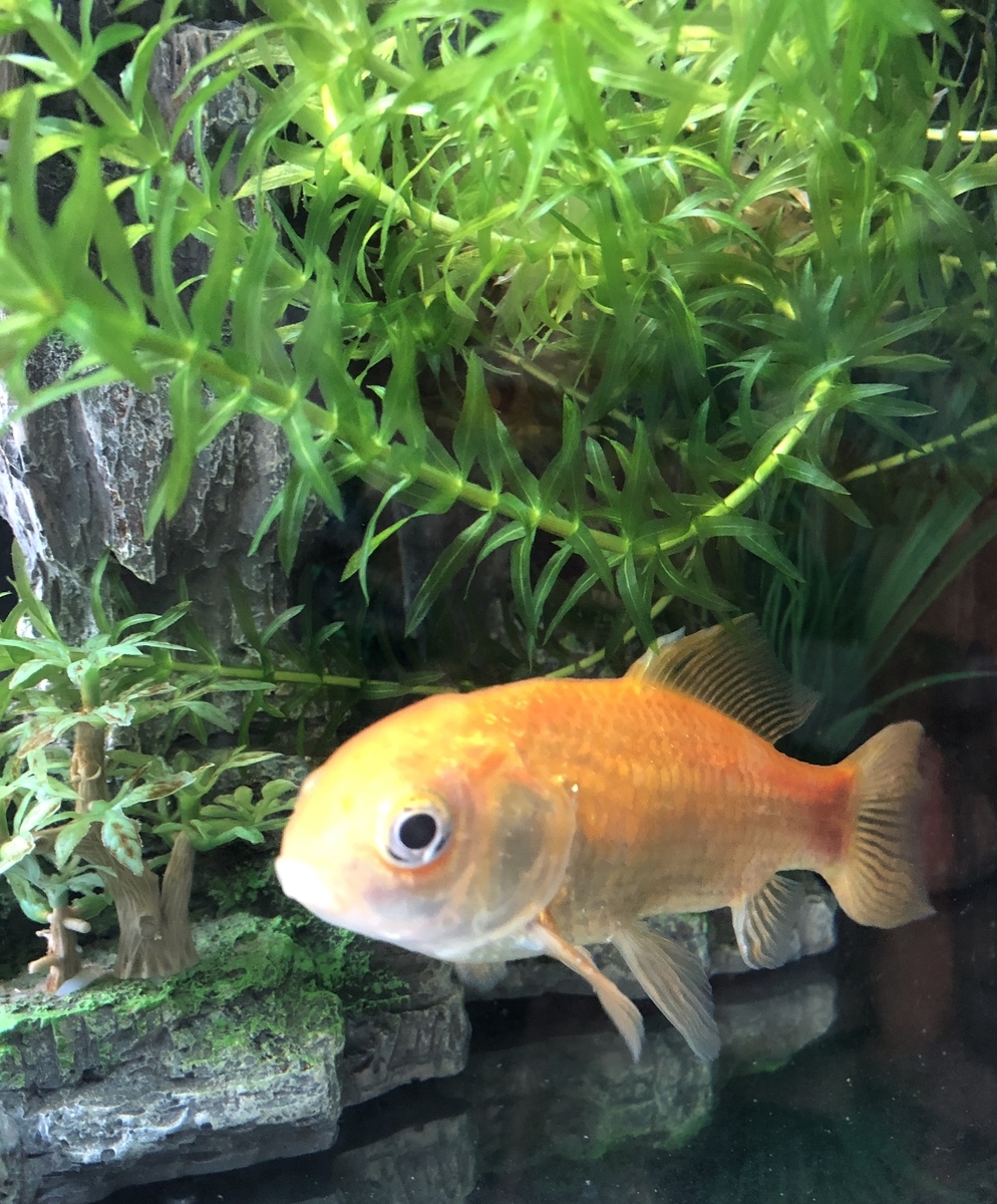 魚の腹ビレ アルビノスッポンの飼育 魚の腹ビレ アルビノスッポンの飼育