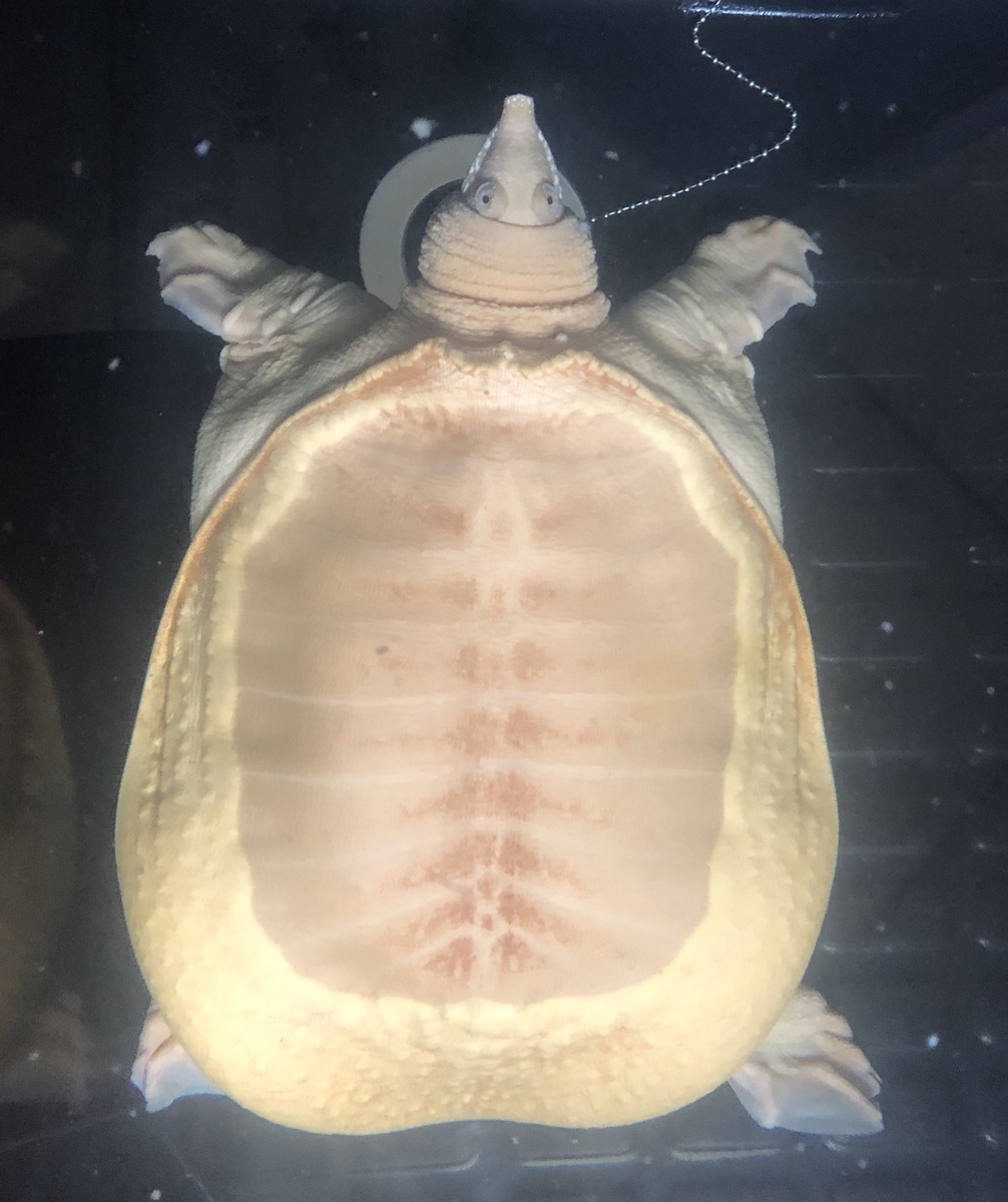 アルビノスッポンの飼育 アルビノスッポンの飼育