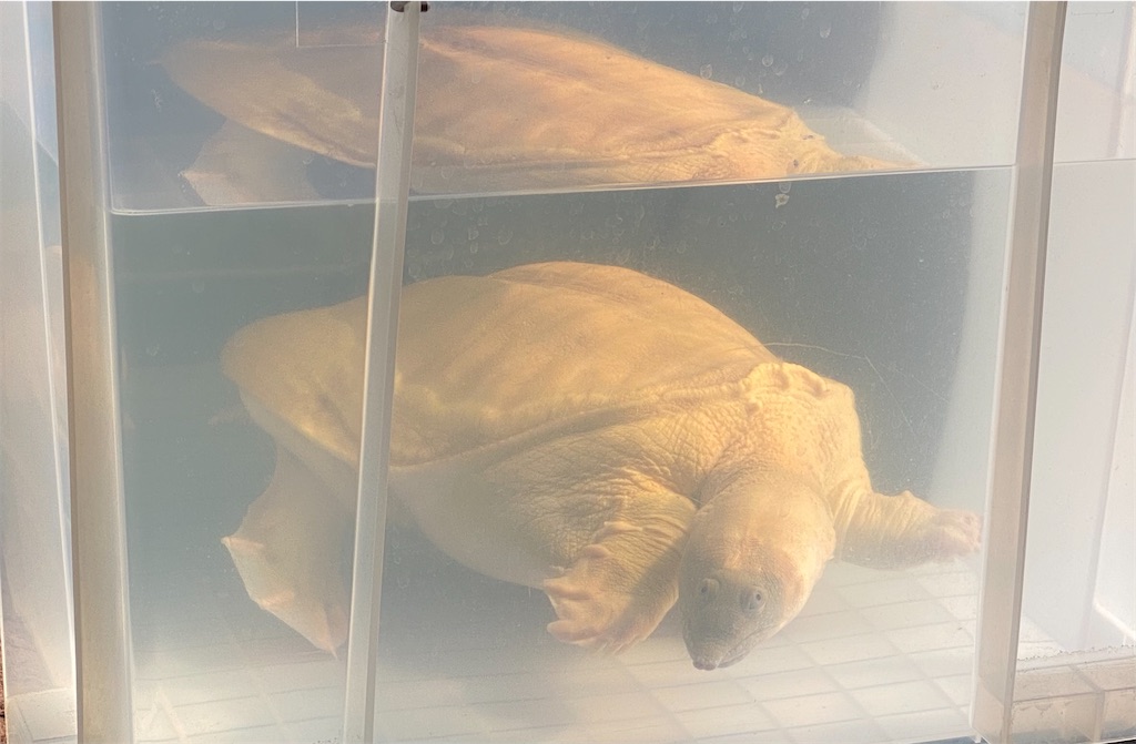 亀の形のスッポン餌装飾品　骨董 新しい餌 - アルビノスッポンの飼育