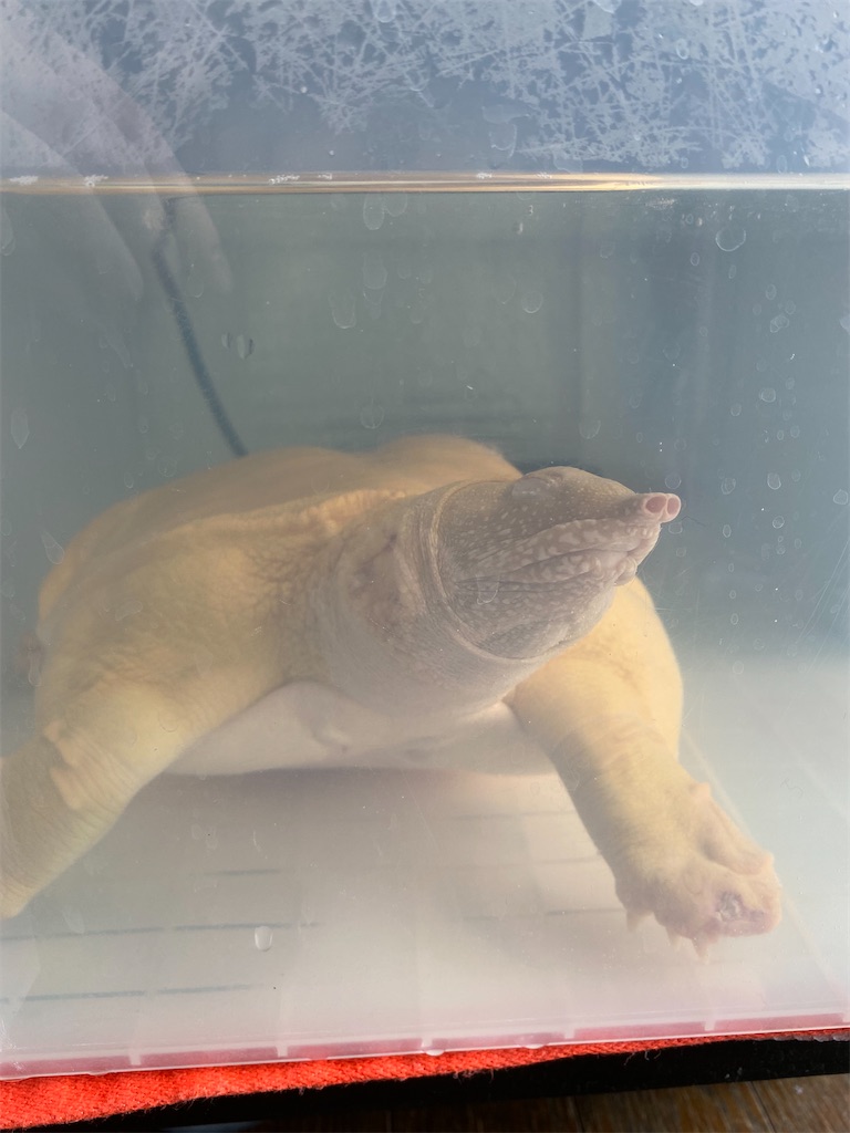 甲羅の皮〜その後〜 - アルビノスッポンの飼育