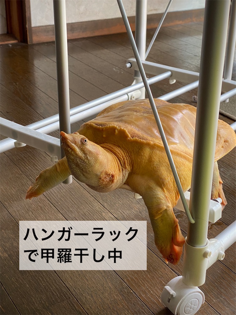 f:id:tapioka-suppon:20220410103934j:image f:id:tapioka-suppon:20220410103934j:image