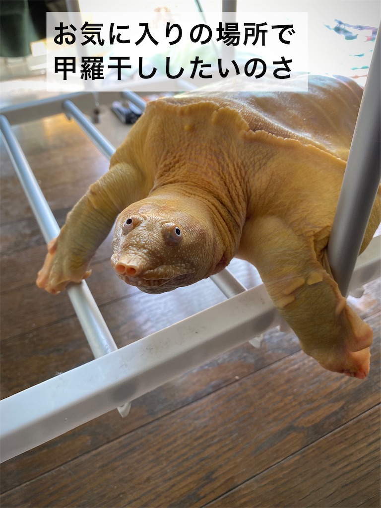 f:id:tapioka-suppon:20220410110231j:image f:id:tapioka-suppon:20220410110231j:image