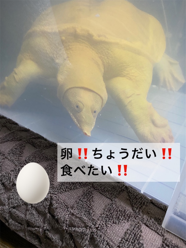 f:id:tapioka-suppon:20220418212910j:image f:id:tapioka-suppon:20220418212910j:image