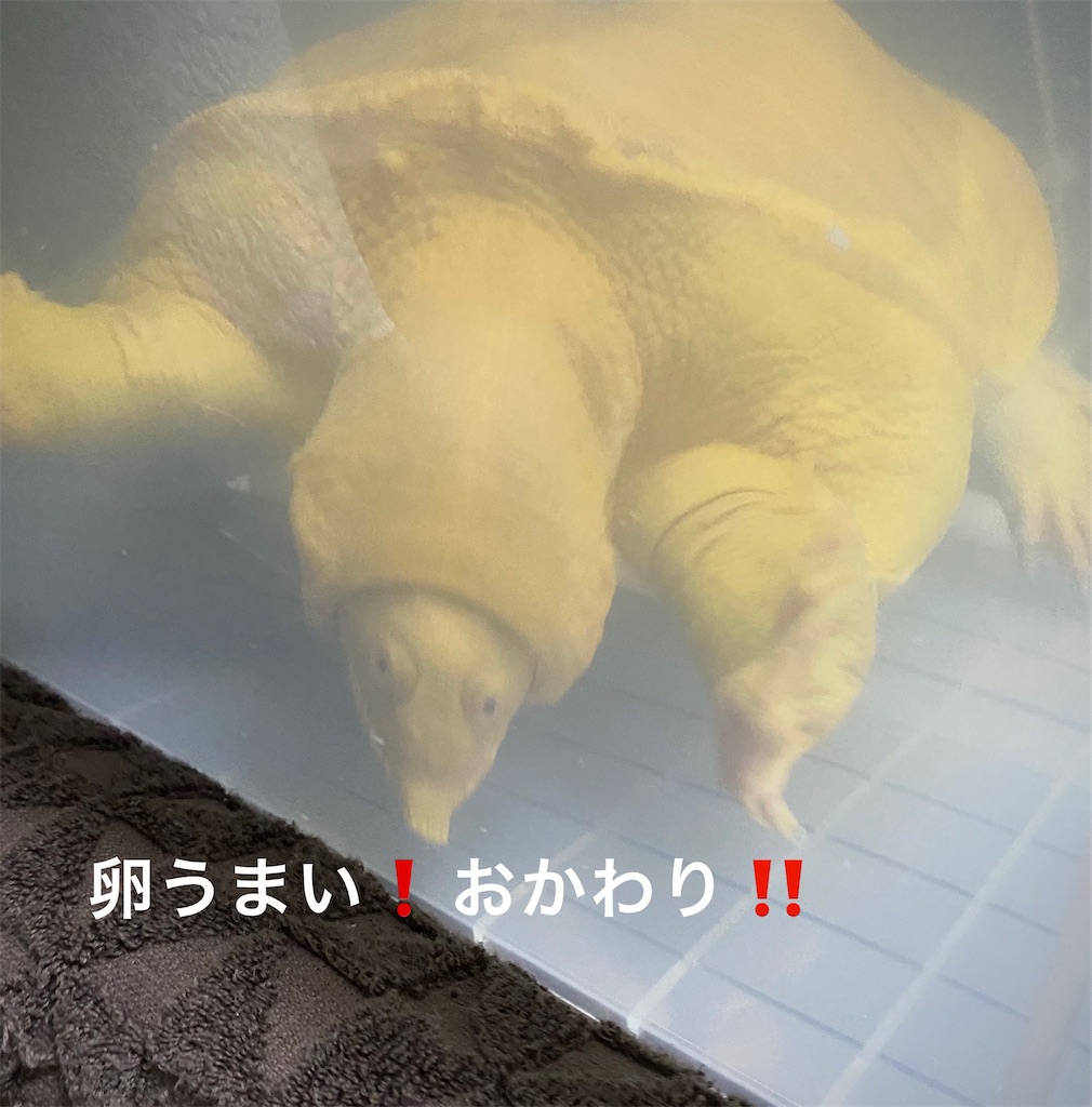 f:id:tapioka-suppon:20220418213340j:image f:id:tapioka-suppon:20220418213340j:image
