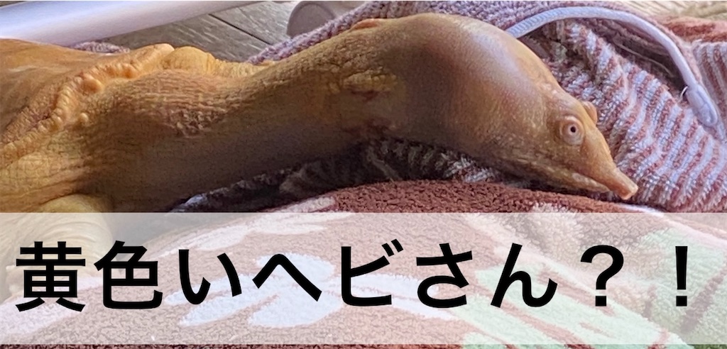 f:id:tapioka-suppon:20220510194006j:image f:id:tapioka-suppon:20220510194006j:image