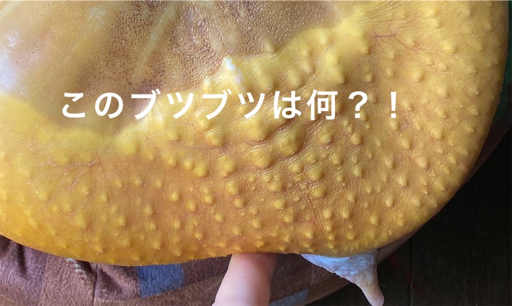f:id:tapioka-suppon:20220510222155j:image f:id:tapioka-suppon:20220510222155j:image