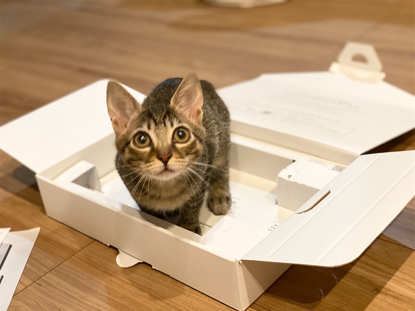 f:id:tapiokasan1090:20200911215946j:image f:id:tapiokasan1090:20200911215946j:image