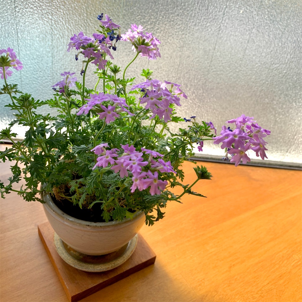 f:id:tapntapn:20200421211106j:image f:id:tapntapn:20200421211106j:image