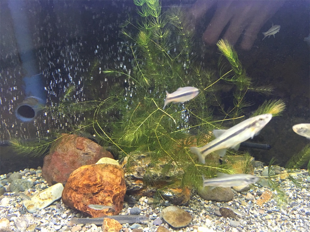 初めてトリミングしました いたたかの水辺