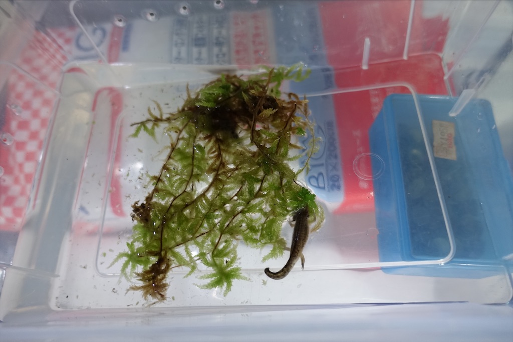 クロサンショウウオが上陸しました いたたかの水辺