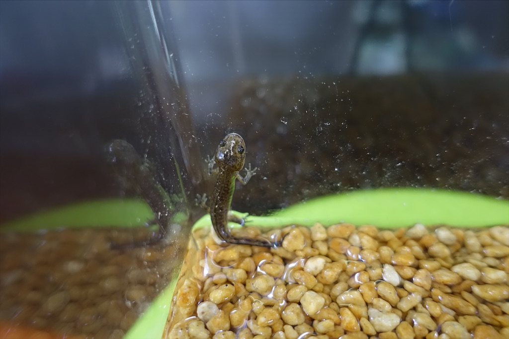 クロサンショウウオが上陸しました いたたかの水辺