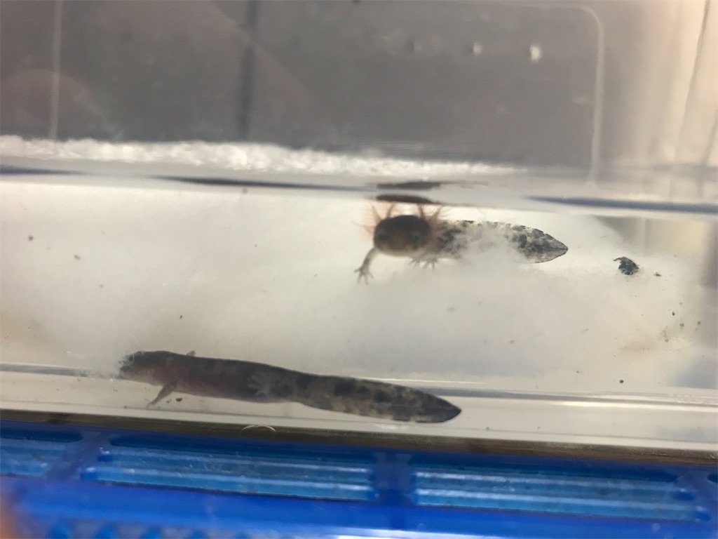 クロサンショウウオが上陸しました いたたかの水辺