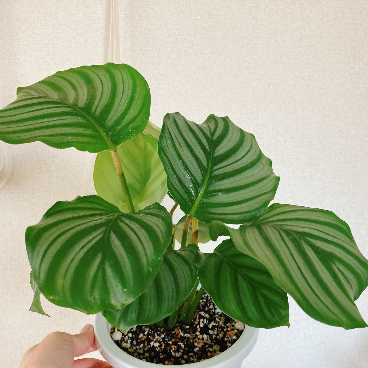 カラテアオルビフォリアに白いものがついている トッコと植物 カラテアオルビフォリアに白いものがついている トッコと植物