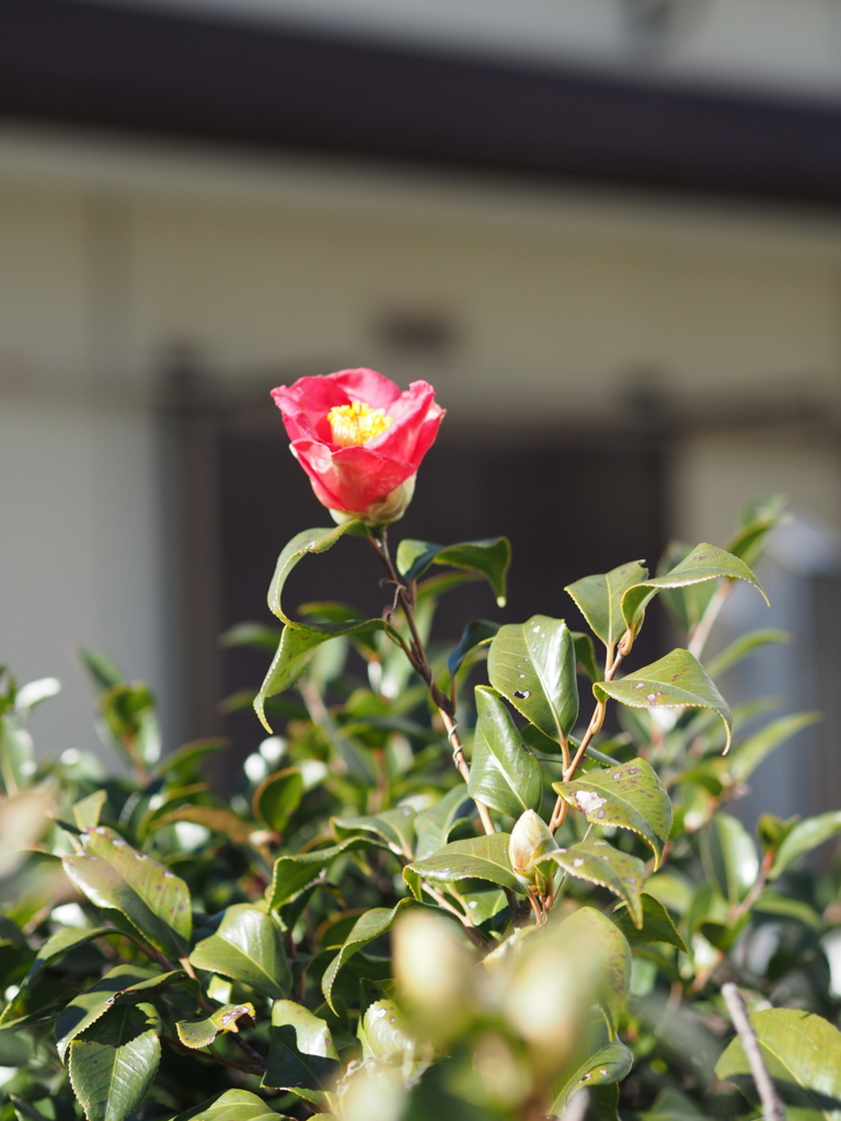 f:id:tarijiri:20161228124359j:plain