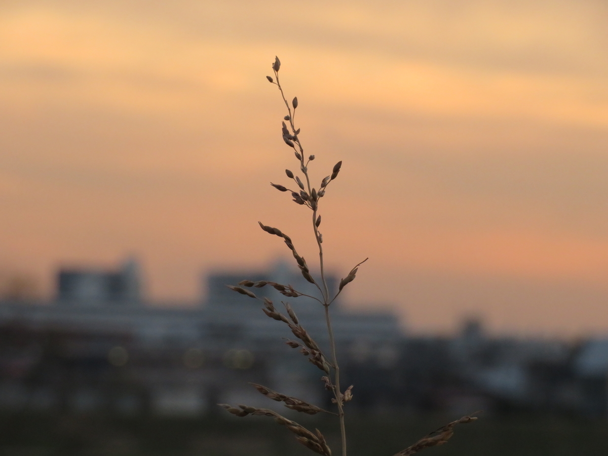 f:id:tarijiri:20190225171652j:plain f:id:tarijiri:20190225171652j:plain