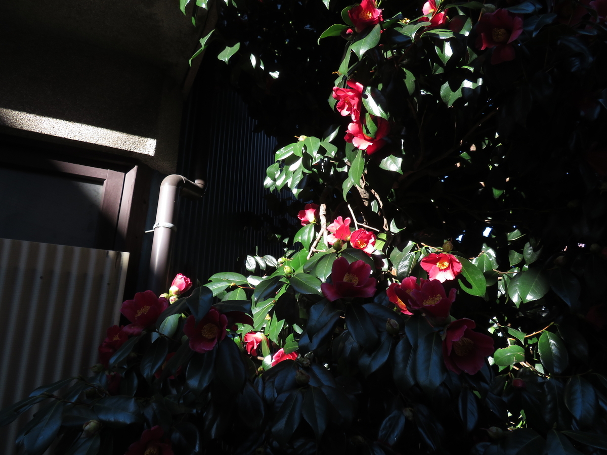 f:id:tarijiri:20190308075143j:plain f:id:tarijiri:20190308075143j:plain