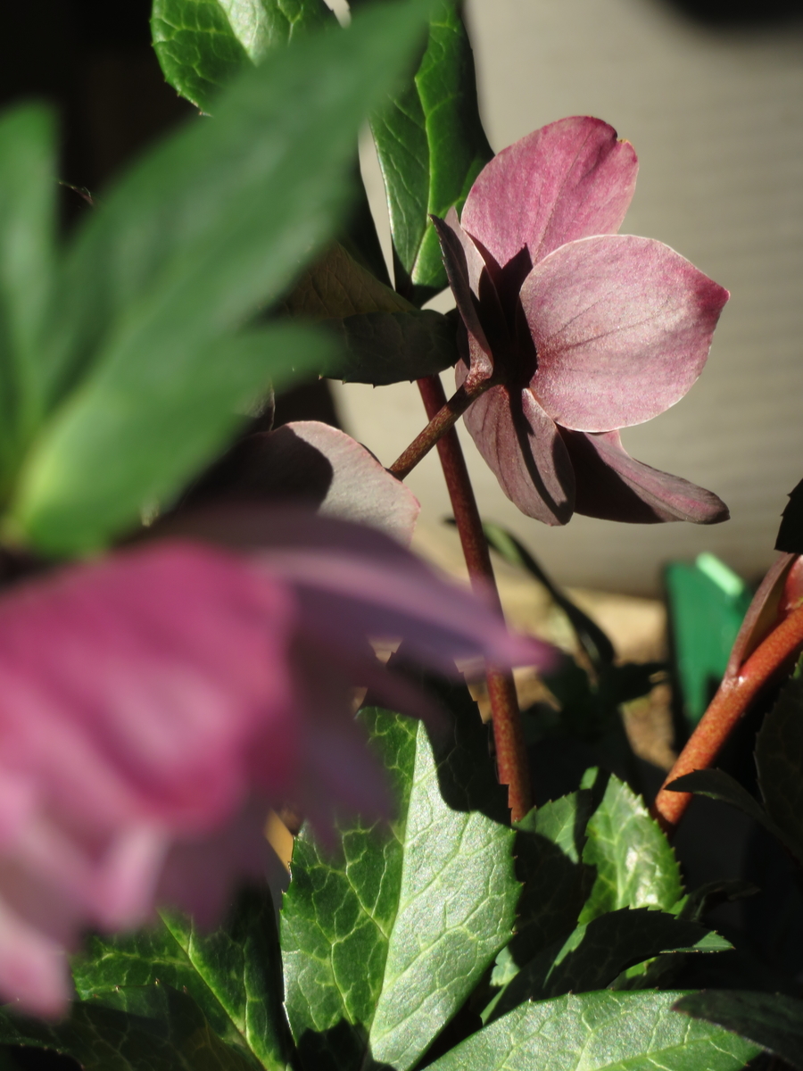 f:id:tarijiri:20190314080346j:plain f:id:tarijiri:20190314080346j:plain