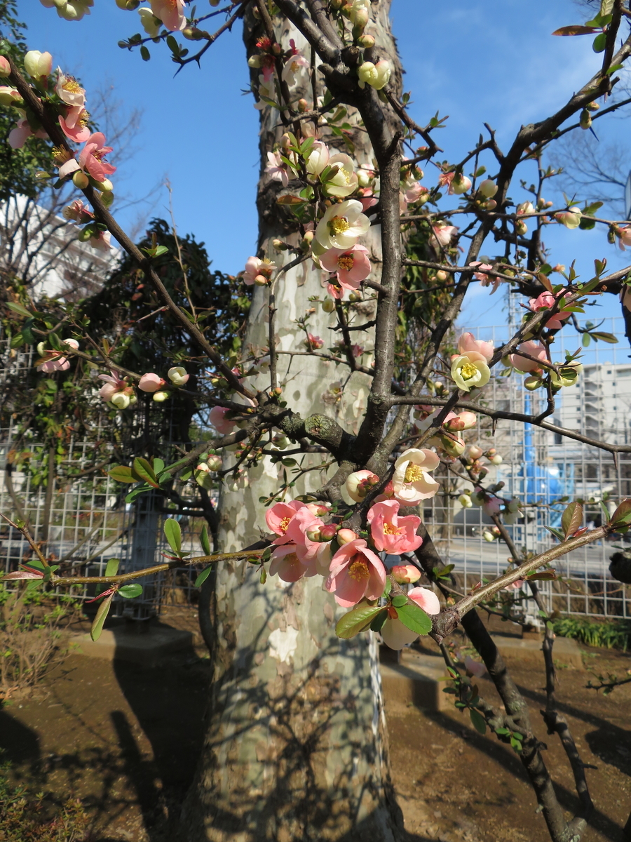 f:id:tarijiri:20190315145042j:plain f:id:tarijiri:20190315145042j:plain