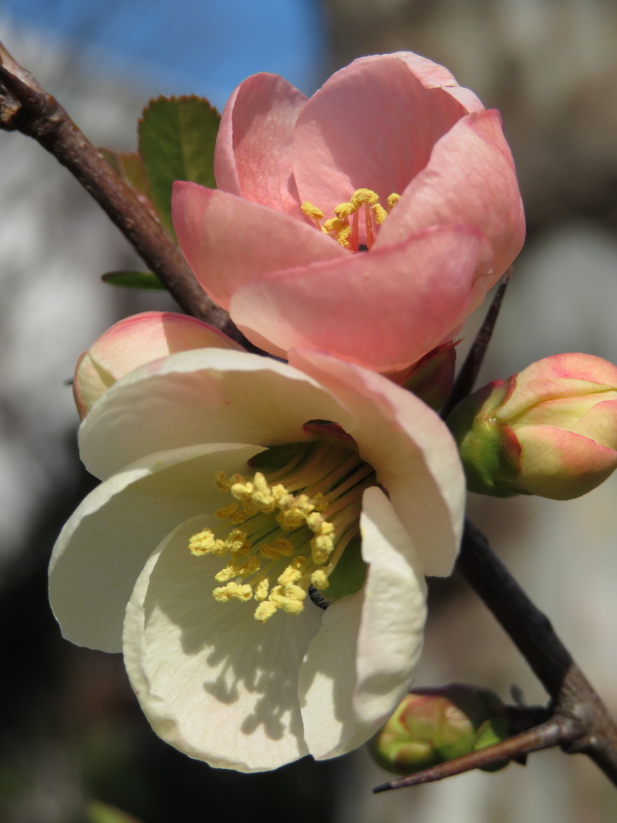 f:id:tarijiri:20190315145130j:plain f:id:tarijiri:20190315145130j:plain