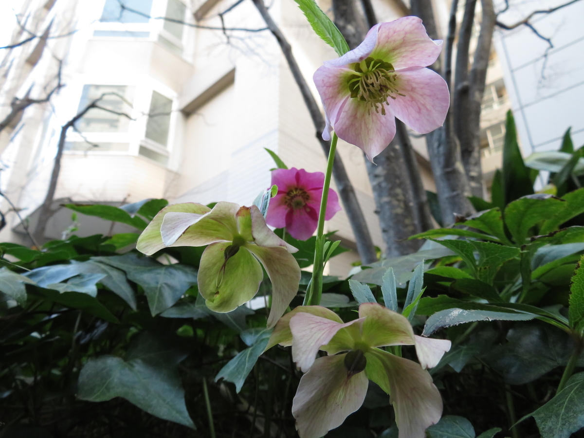 f:id:tarijiri:20190315152514j:plain f:id:tarijiri:20190315152514j:plain