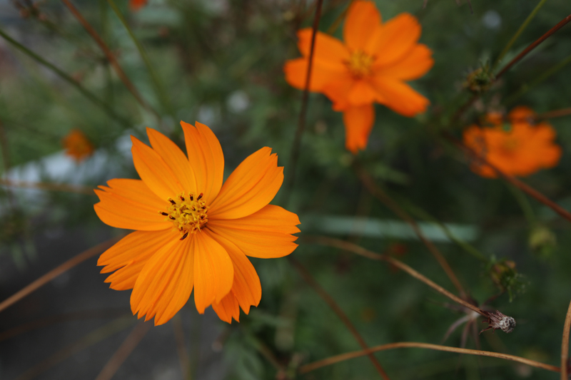 f:id:tarijiri:20201127101835j:plain