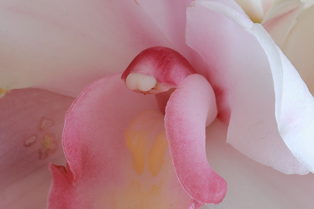f:id:tarijiri:20210330062140j:plain