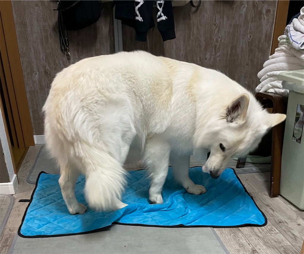 f:id:tariy2013:20211224000151j:image f:id:tariy2013:20211224000151j:image