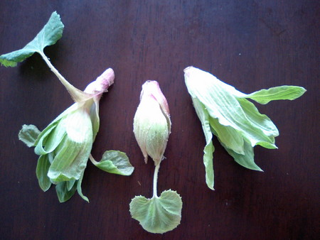 ふきのとう3 2007-02-12