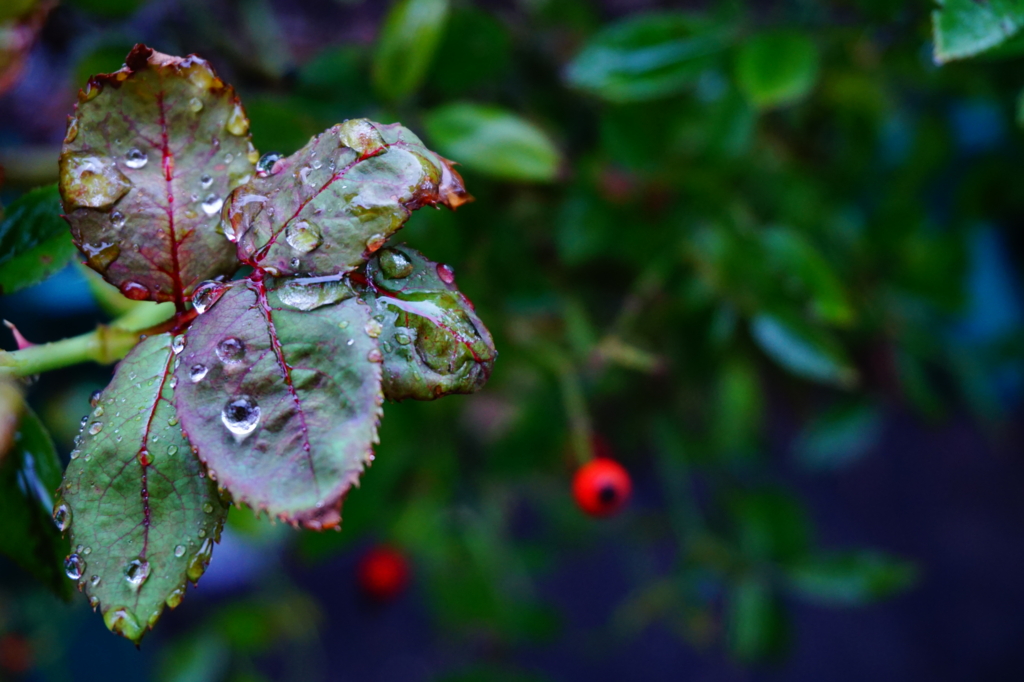 f:id:taroandjiro:20161009183002j:plain f:id:taroandjiro:20161009183002j:plain