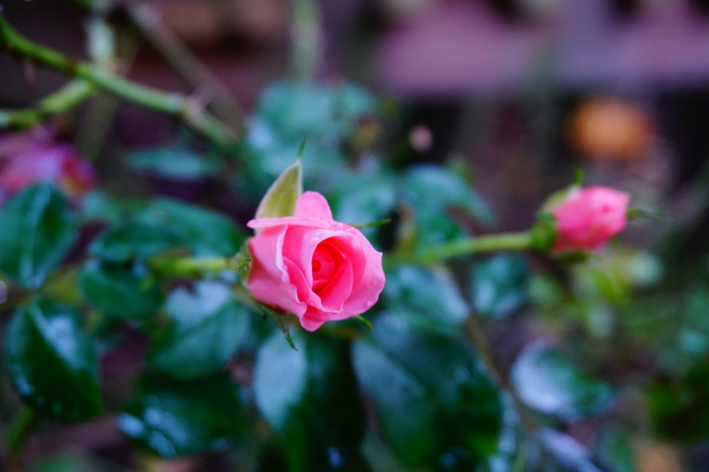 f:id:taroandjiro:20161009183201j:plain f:id:taroandjiro:20161009183201j:plain