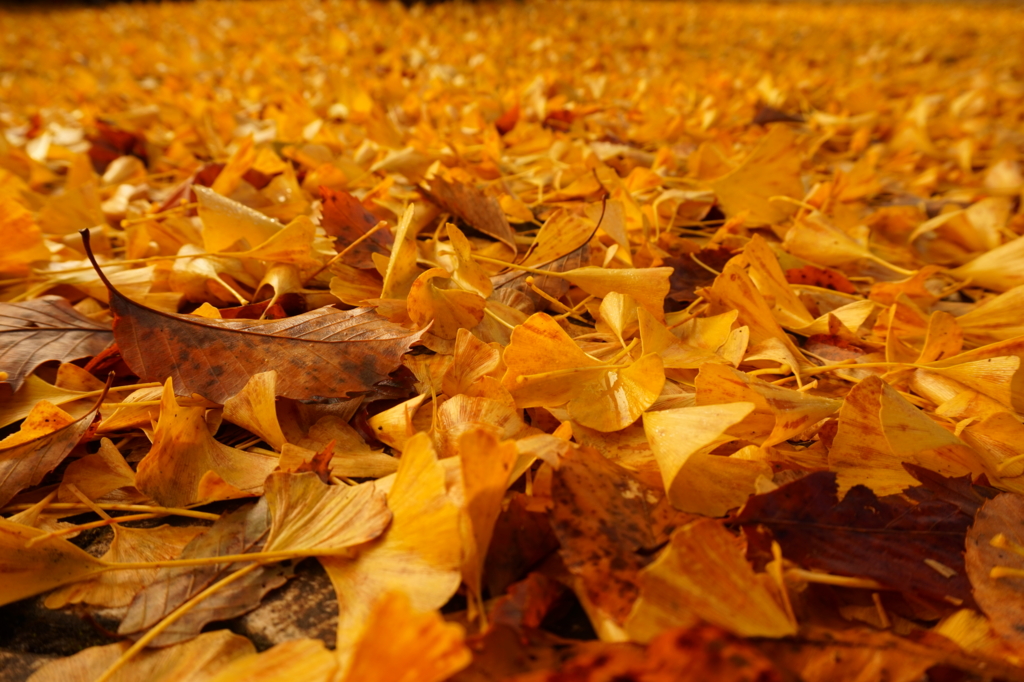 f:id:taroandjiro:20161114185032j:plain f:id:taroandjiro:20161114185032j:plain