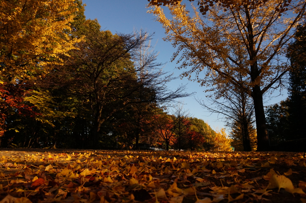 f:id:taroandjiro:20161114185143j:plain f:id:taroandjiro:20161114185143j:plain