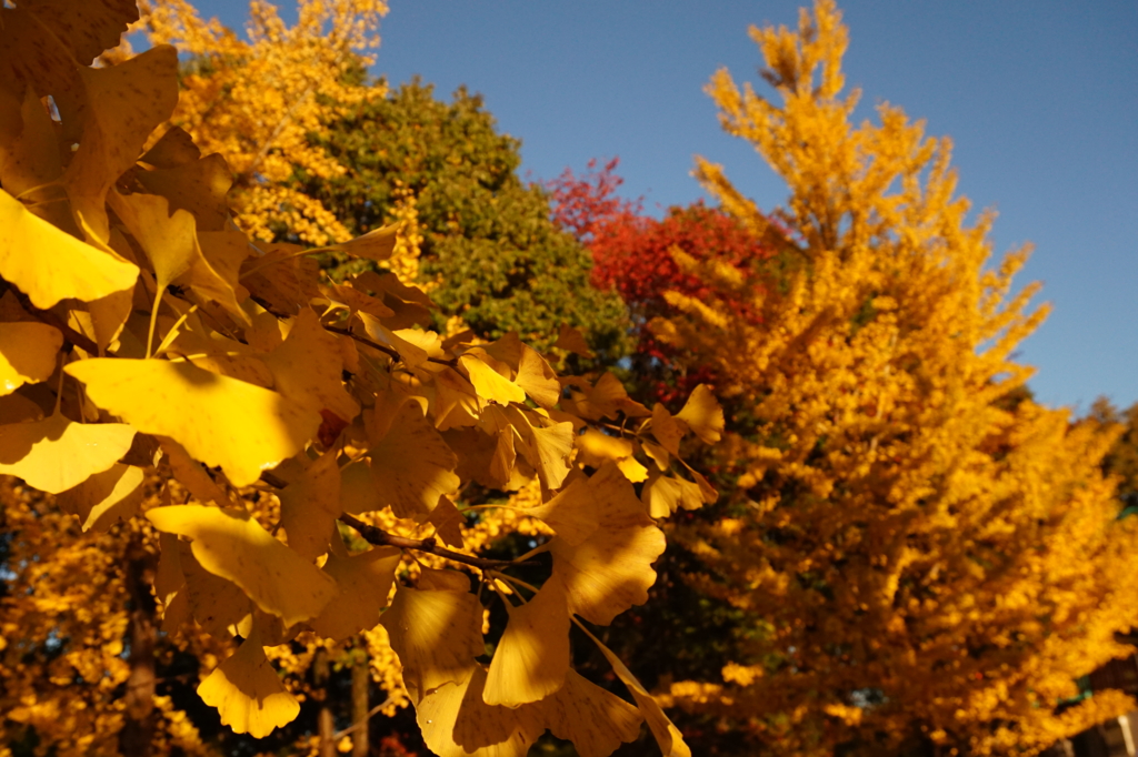 f:id:taroandjiro:20161114185302j:plain f:id:taroandjiro:20161114185302j:plain