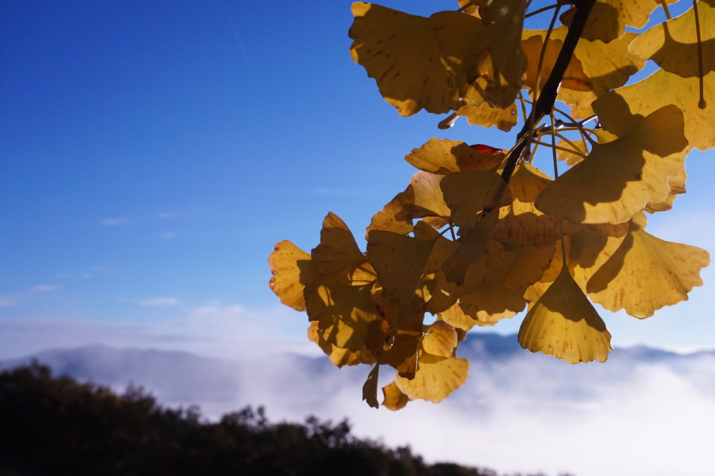 f:id:taroandjiro:20161114185404j:plain f:id:taroandjiro:20161114185404j:plain