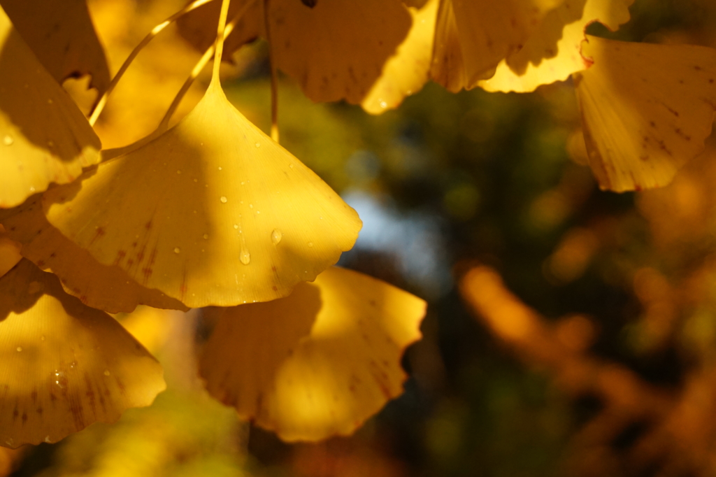 f:id:taroandjiro:20161114185622j:plain f:id:taroandjiro:20161114185622j:plain