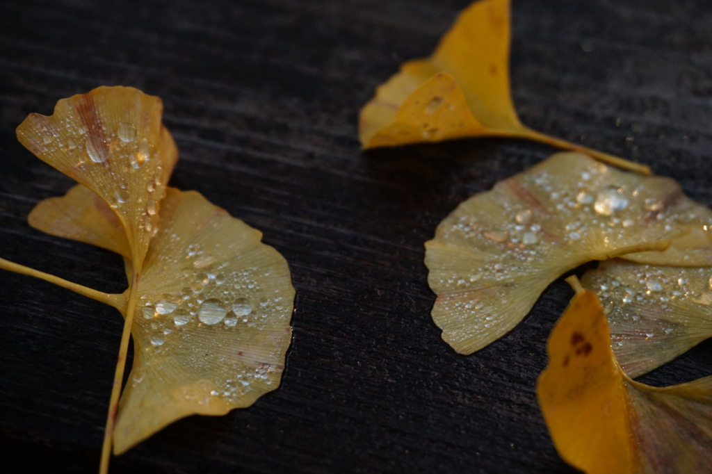 f:id:taroandjiro:20161114185821j:plain f:id:taroandjiro:20161114185821j:plain