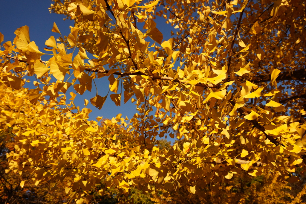 f:id:taroandjiro:20161114190036j:plain f:id:taroandjiro:20161114190036j:plain