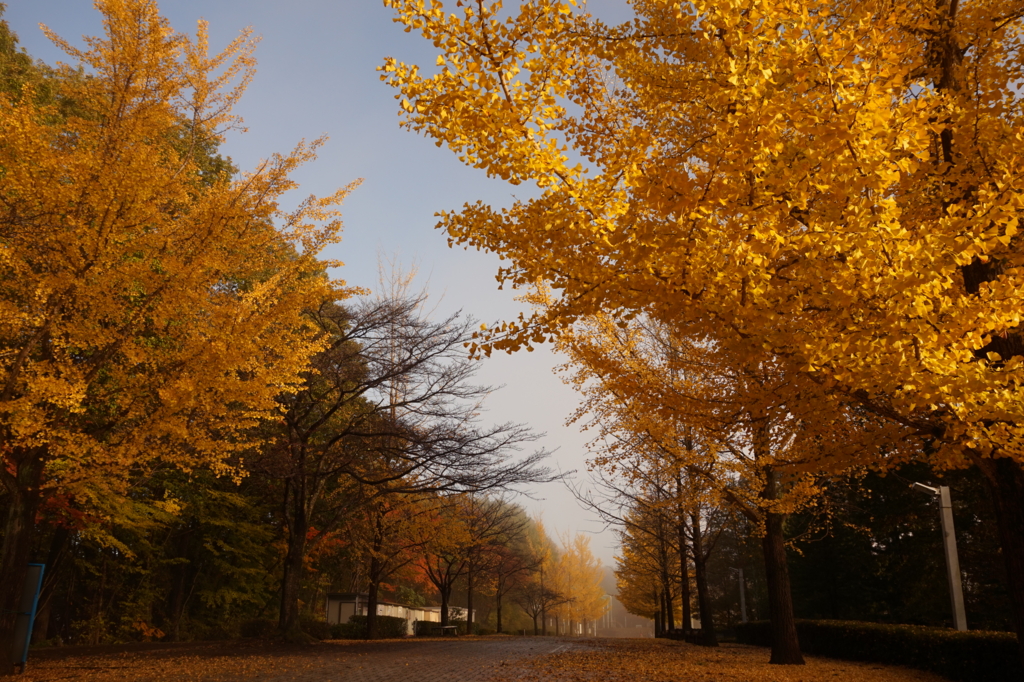 f:id:taroandjiro:20161114190143j:plain f:id:taroandjiro:20161114190143j:plain