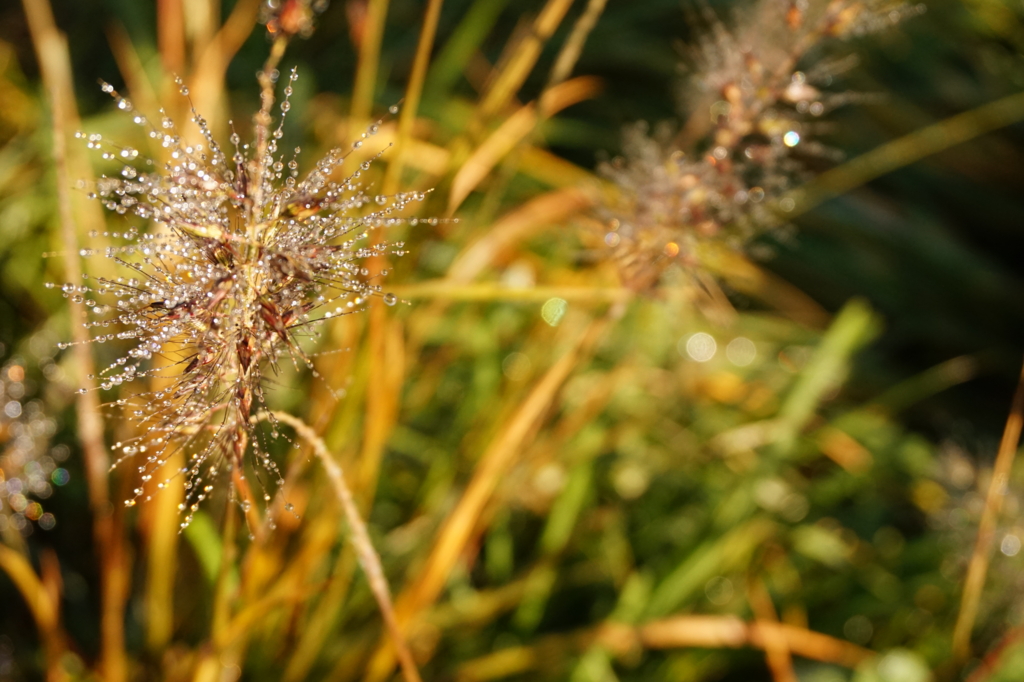 f:id:taroandjiro:20161114201834j:plain f:id:taroandjiro:20161114201834j:plain