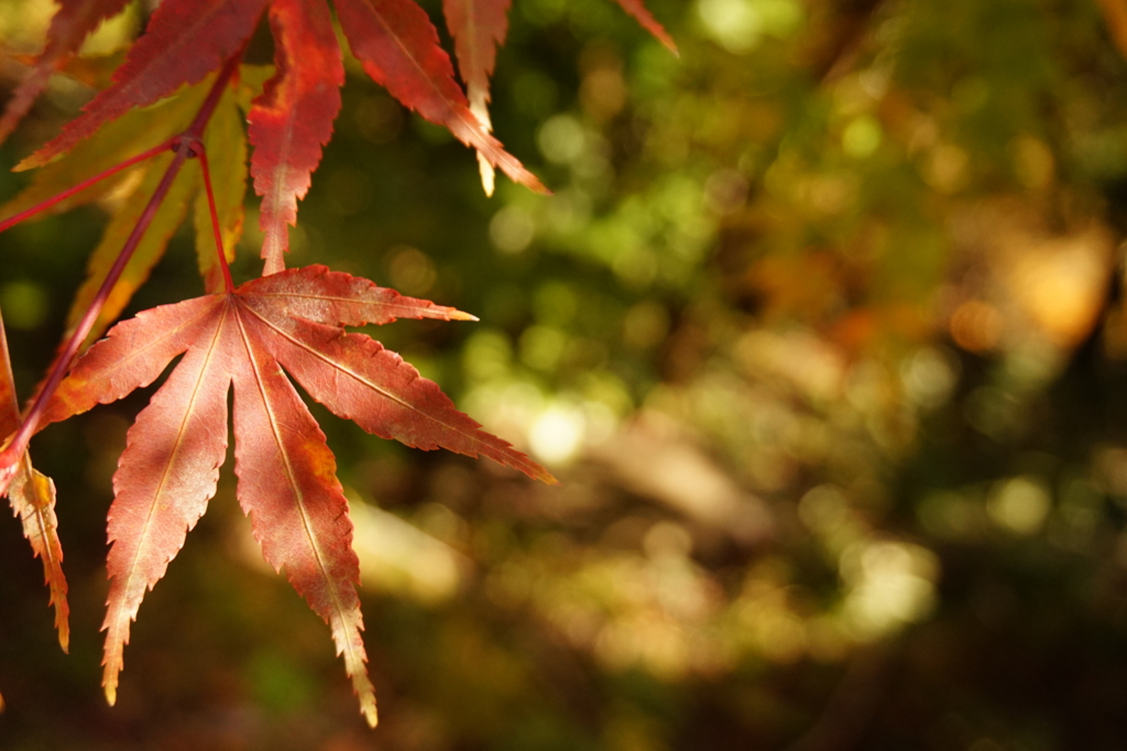 f:id:taroandjiro:20161114202507j:plain f:id:taroandjiro:20161114202507j:plain