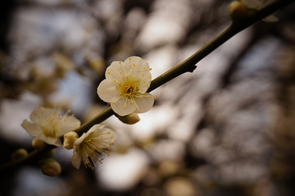 f:id:taroandjiro:20170129195319j:plain f:id:taroandjiro:20170129195319j:plain