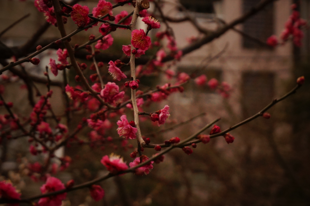 f:id:taroandjiro:20170129195412j:plain f:id:taroandjiro:20170129195412j:plain