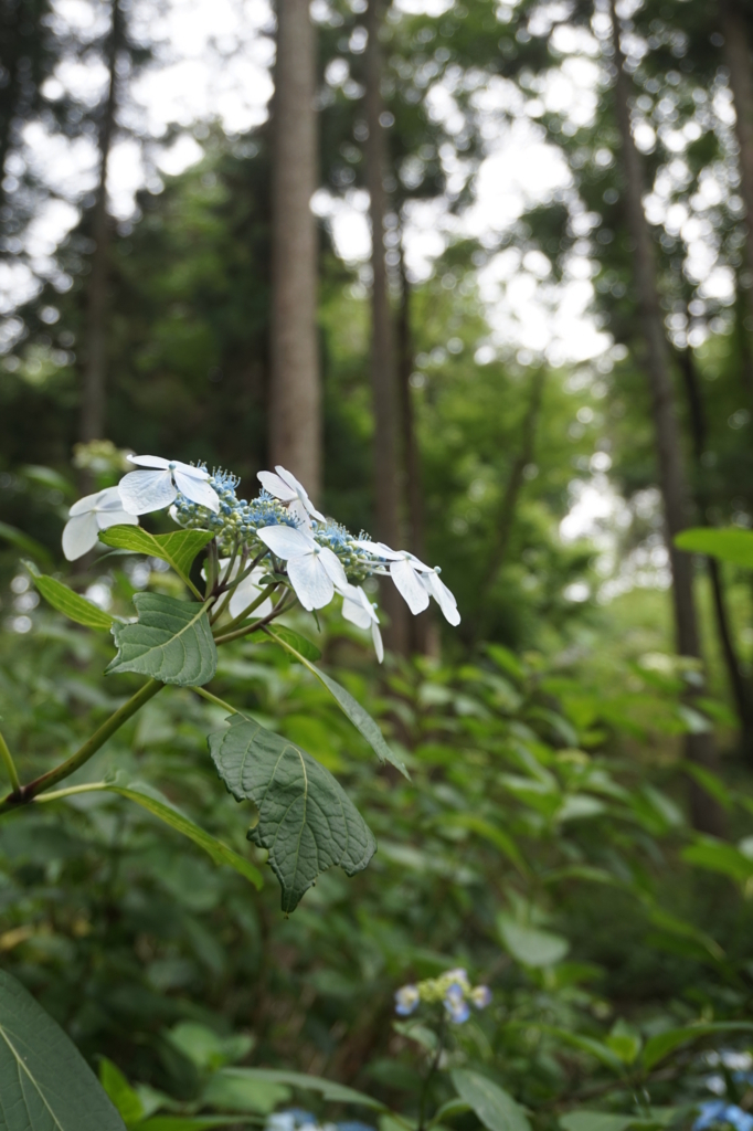 f:id:taroandjiro:20170618214621j:plain f:id:taroandjiro:20170618214621j:plain