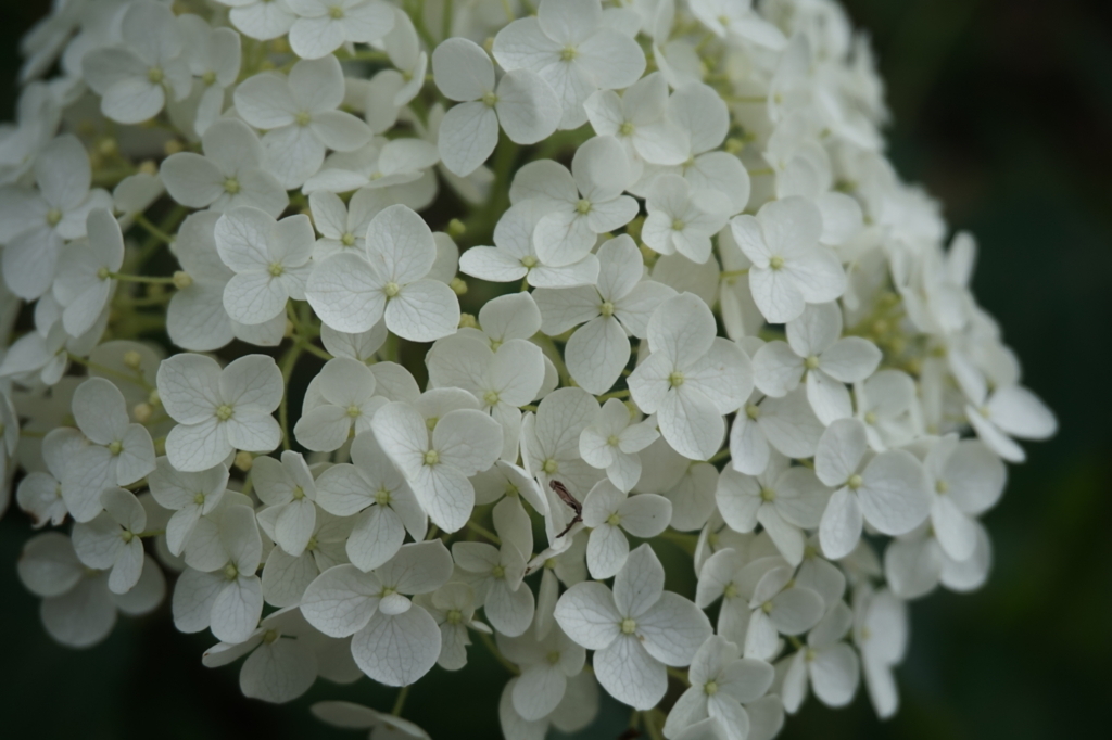 f:id:taroandjiro:20170618214853j:plain f:id:taroandjiro:20170618214853j:plain