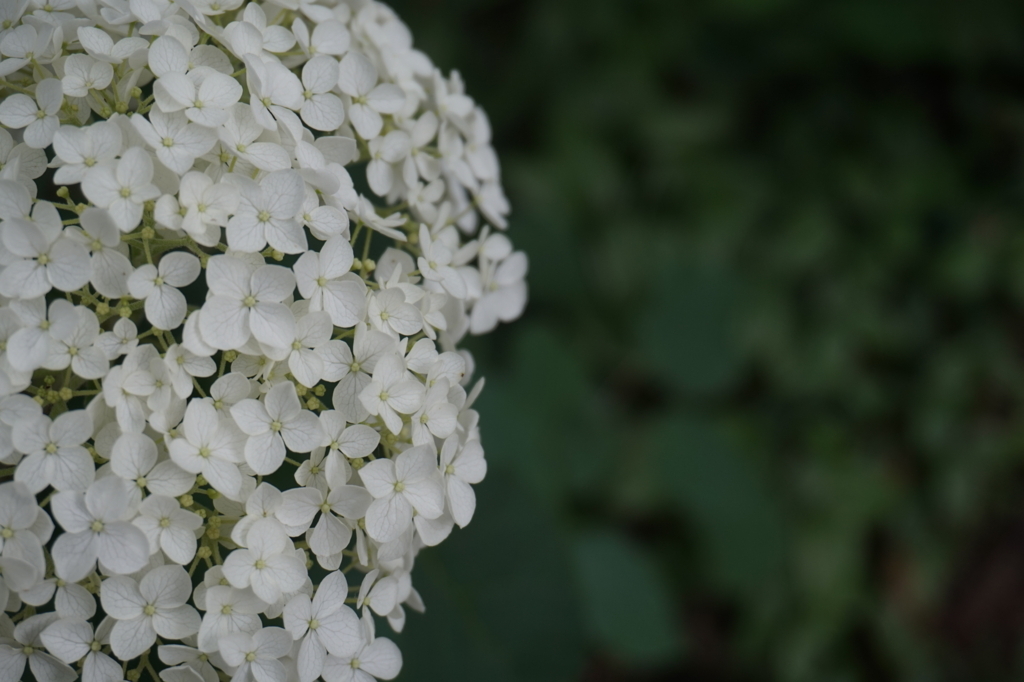 f:id:taroandjiro:20170618214924j:plain f:id:taroandjiro:20170618214924j:plain